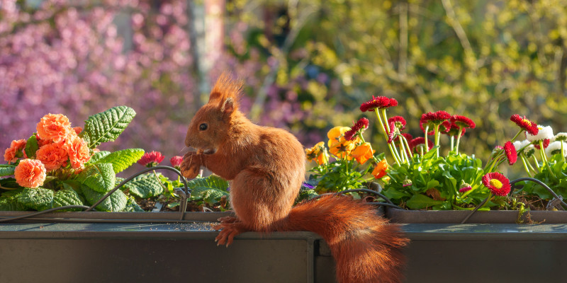 Ein rotes Eichhörnchen sitzt in einem Blumenkasten und frisst eine Walnuss.
