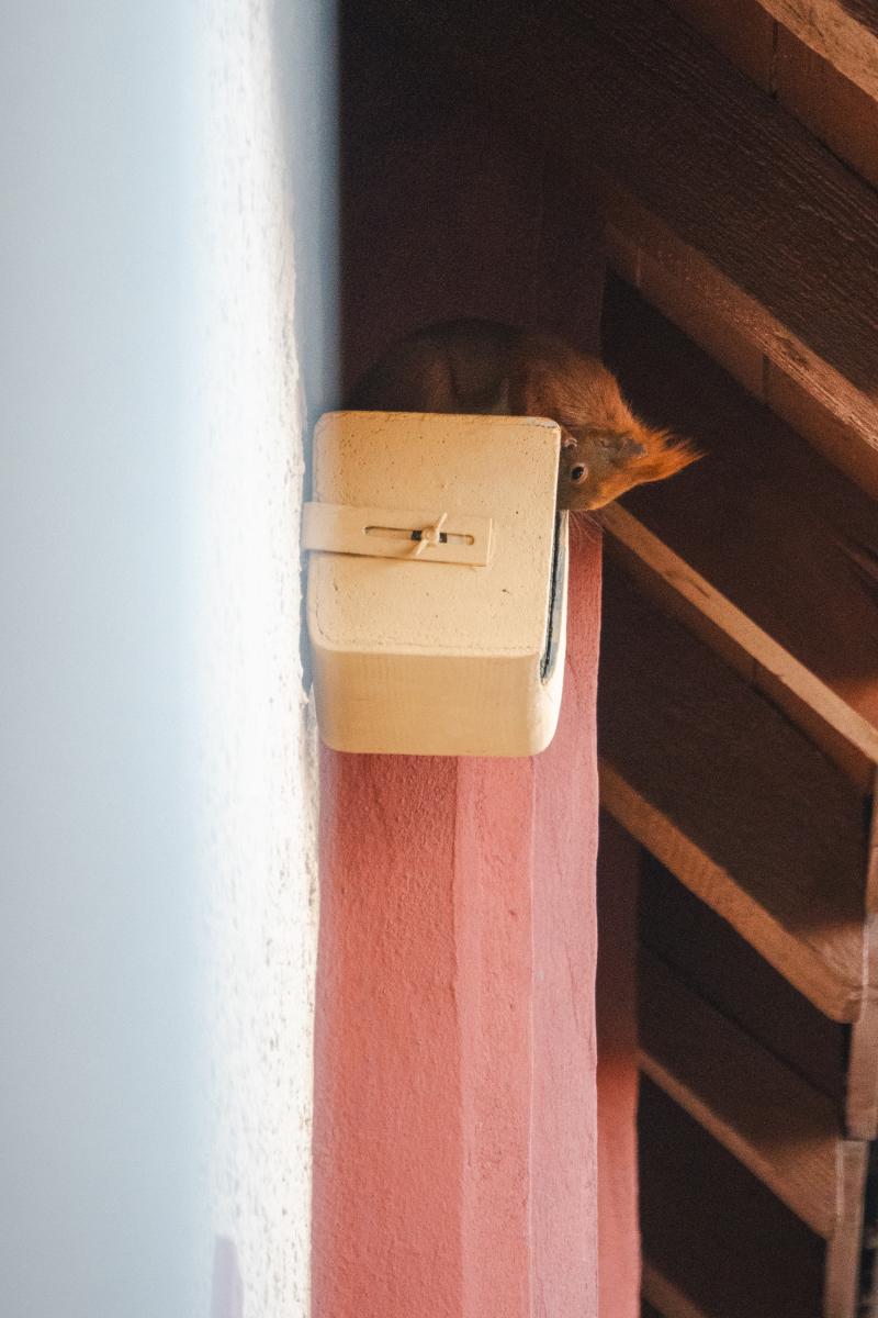 Lumi sitzt auf dem Nistkasten und schaut hinein.