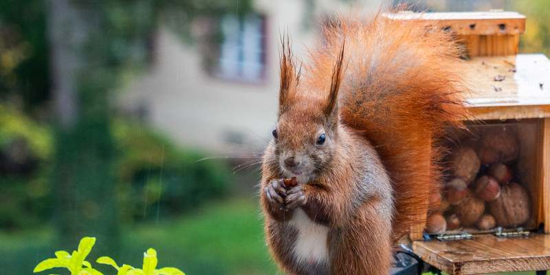 Ein rotes Eichhörnchen sitzt im Regen eingekuschelt mit nassem Fell vor einem Futterhäuschen.