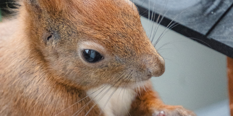 Eichhörnchen Mini steht aufrecht, es sind schön die kleinen Daumen zu sehen.