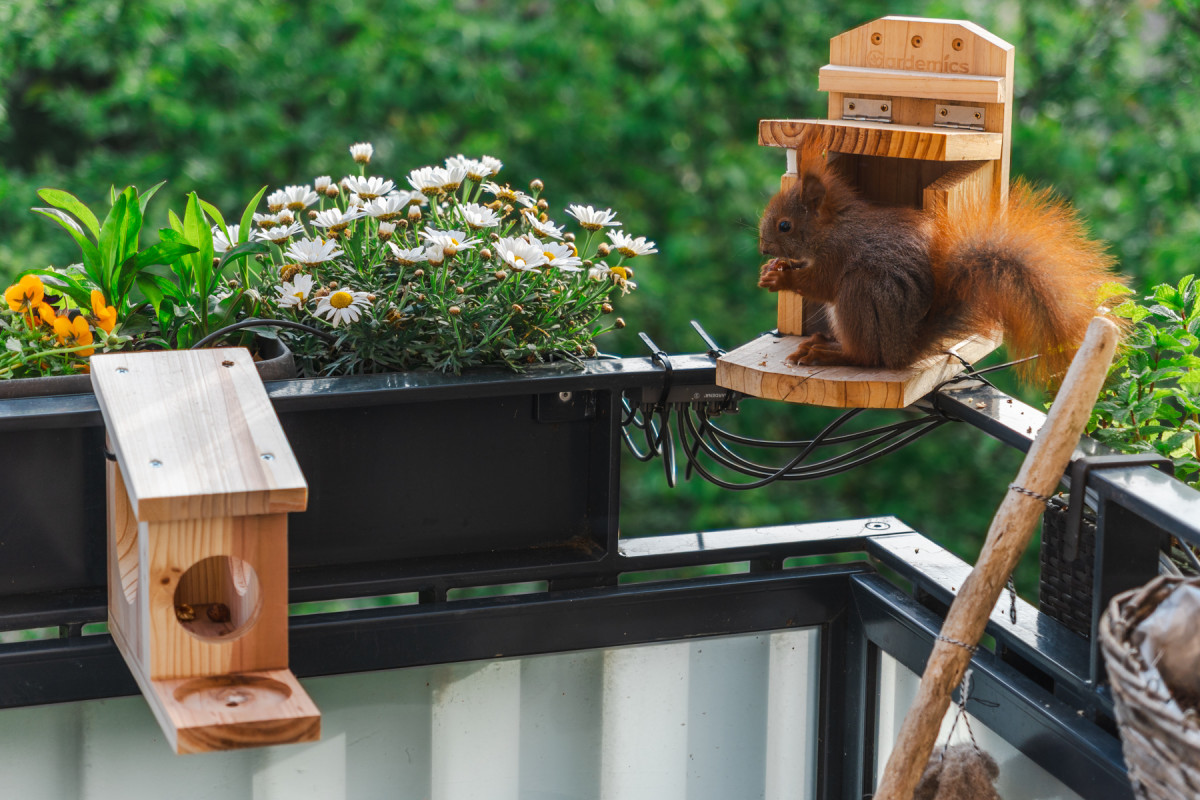 Alfi sitz vor einem Futterhaus und frisst.