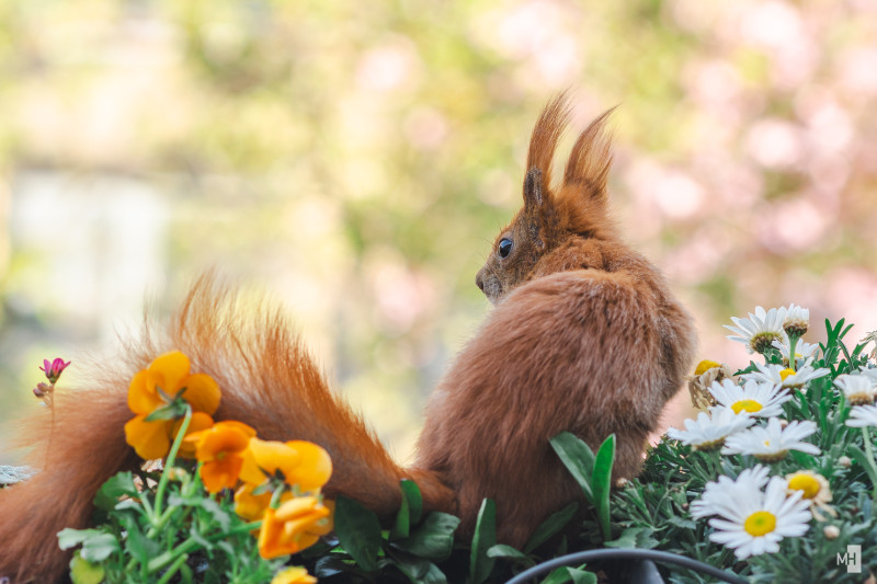 Ein rotes Eichhörnchen sitzt in einem Blumenkasten mit Margeriten und schaut neugierig nach links.