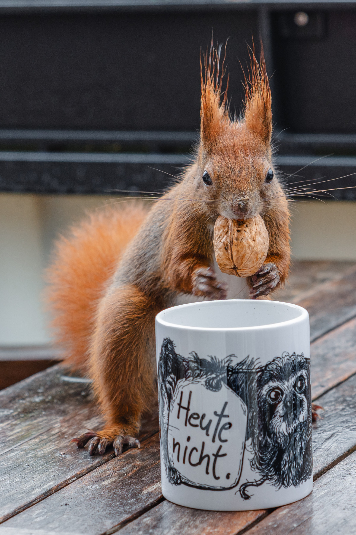 Ein rotes Eichhörnchen mit nassem Fell steht mit einer Walnuss im Maul hinter einer Tasse auf einem nassen Holztisch.