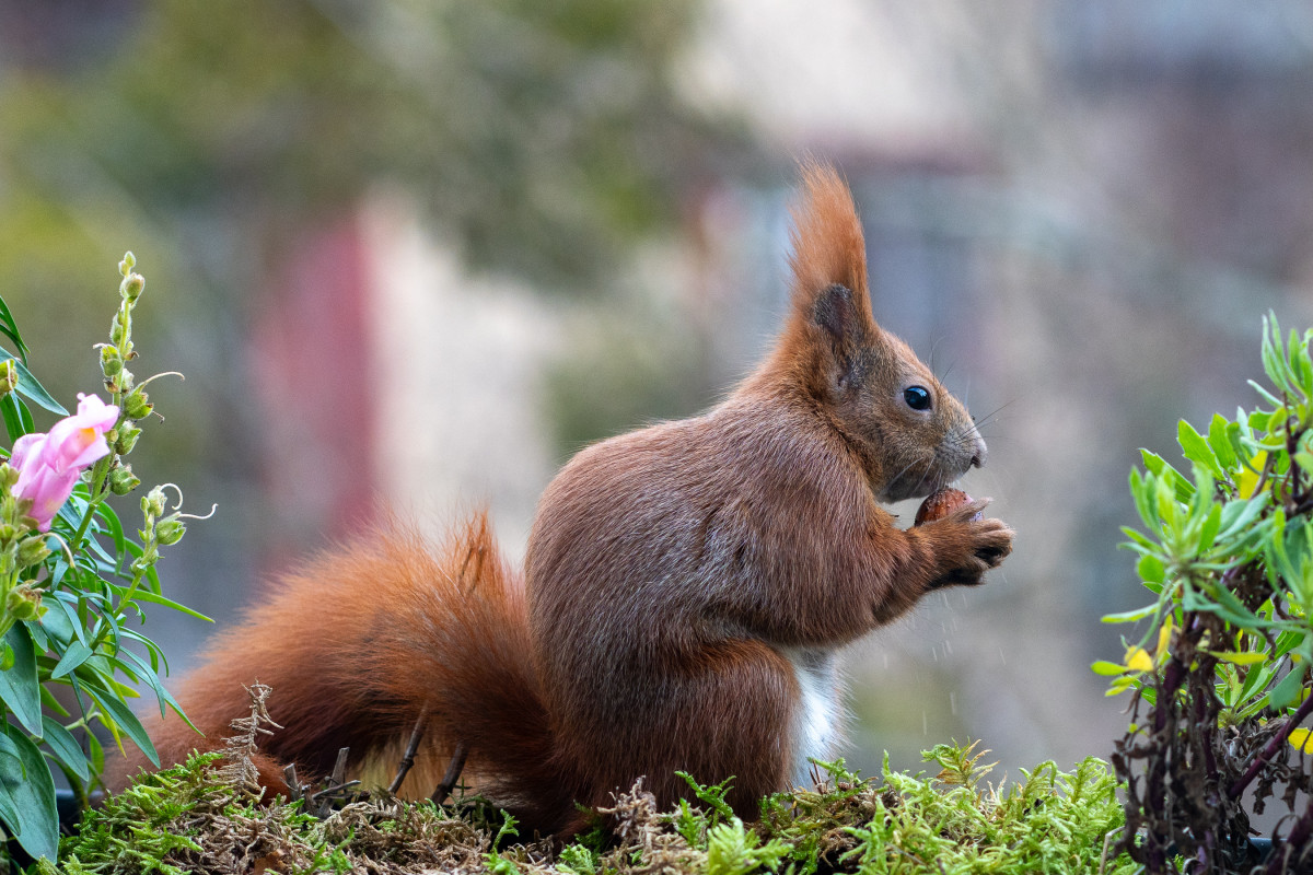 Ein rotes Eichhörnchen sitzt in einem Blumenkasten mit einer Nuss in den Pfoten und dem Maul.