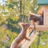 Die Hörnchen ziehen um