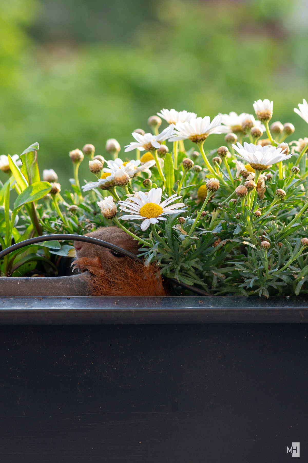 Der Kopf eines kleinen Eichhörnchens schaut unter Blumen hervor.