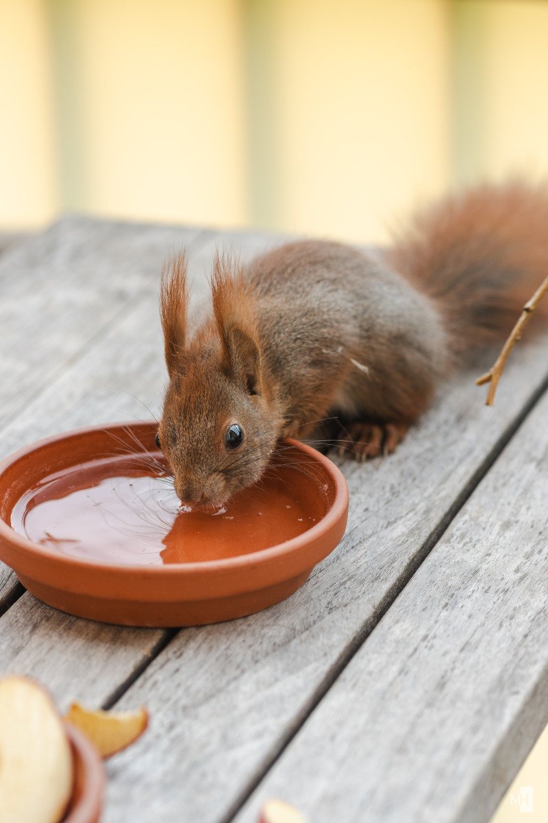 Alfi beim Trinken