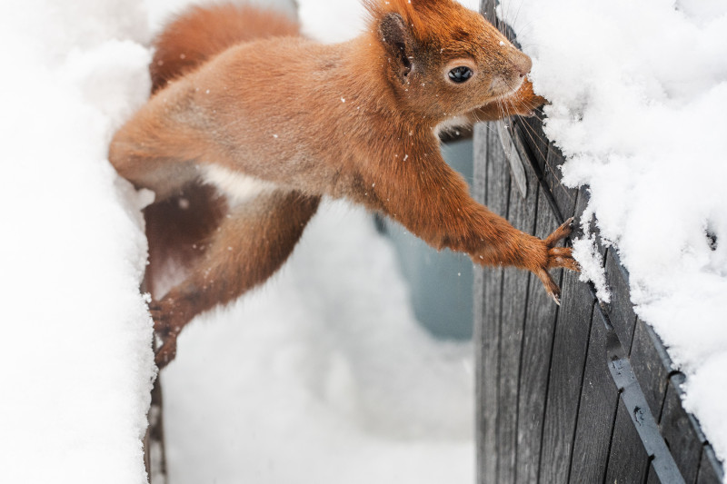 Eichhörnchen Mini tobt im Schnee