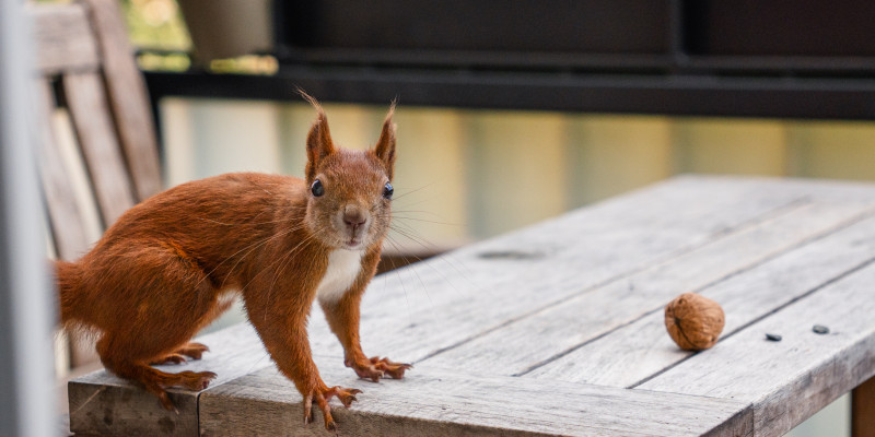 Eichhörnchen Mini steht auf dem Tisch und schaut erstaunt in die Kamera.