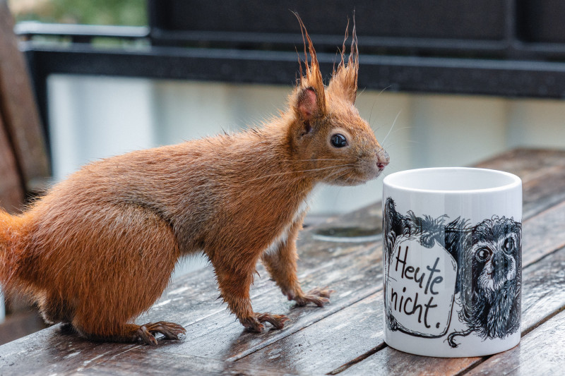 Ein rotes Eichhörnchen mit nassem Fell sitzt auf einem nassen Holztisch und schaut in eine Tasse.