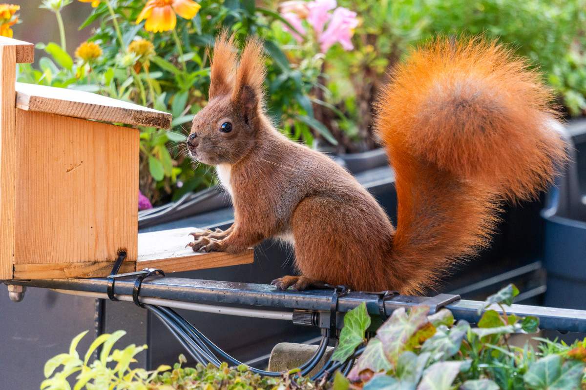 Ein rotes Eichhörnchen sitzt vor einem Futterhaus und schaut in die Kamera.