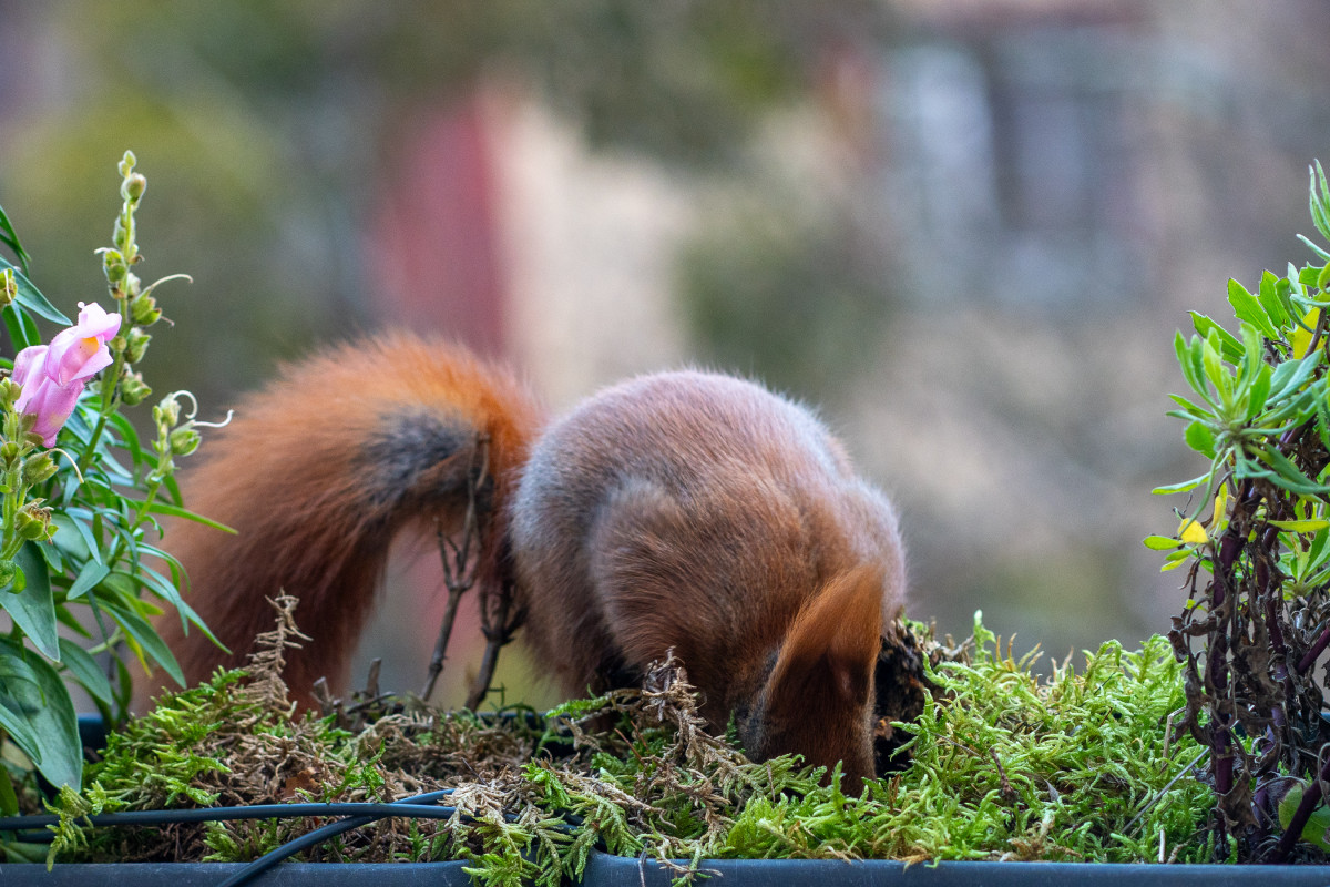 Ein rotes Eichhörnchen steckt den Kopf tief in die Erde eines Blumenkastens.