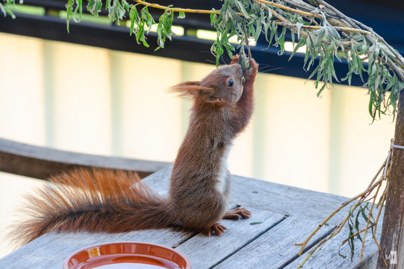 Ein rotes Eichhörnchen angelt nach Weidenzweigen