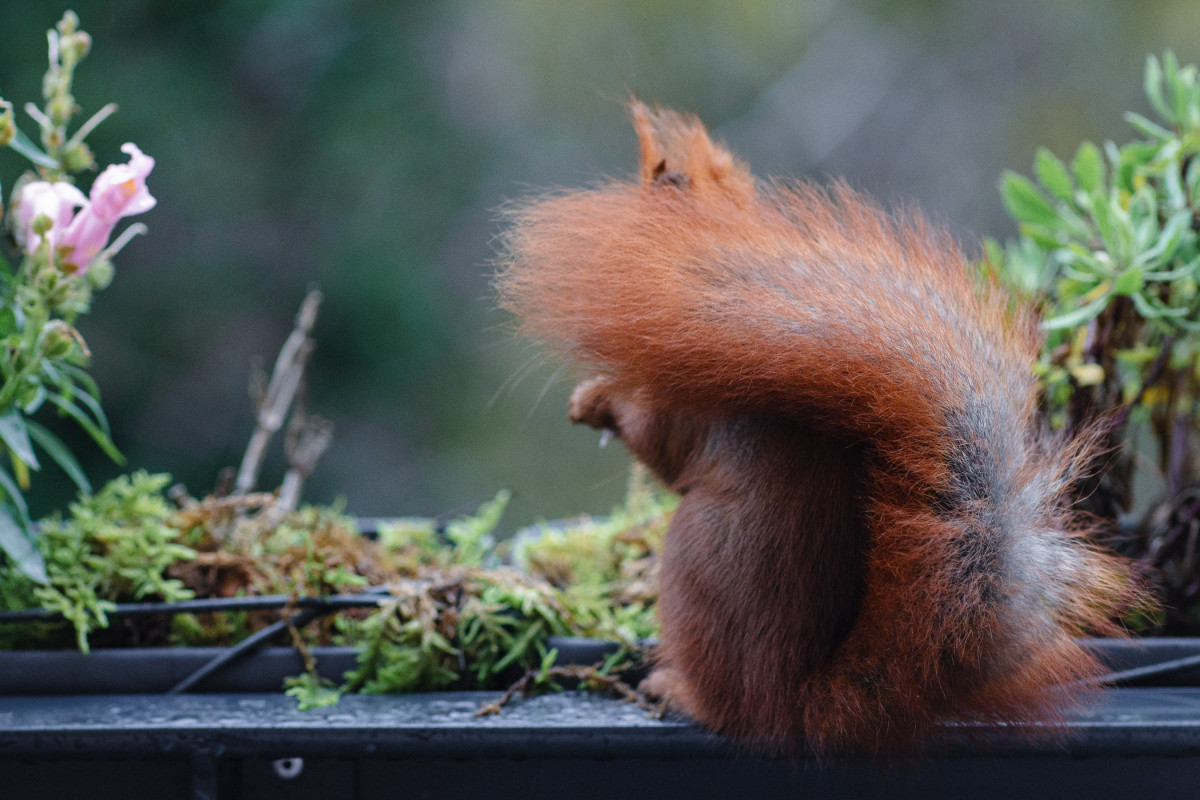 Ein rotes Eichhörnchen sitzt mit dem Rücken zur Kamera in einem Blumenkasten. Der Schwanz ist sanft über Rücken und Nacken gelegt.