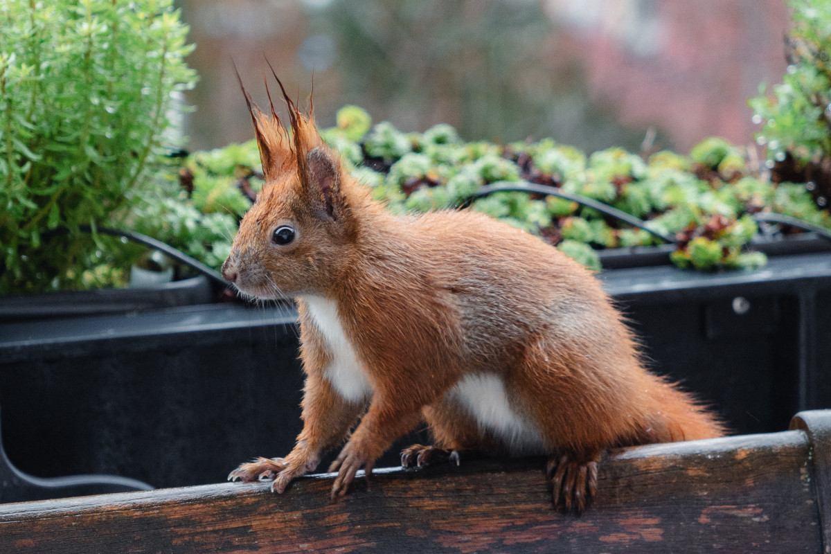 Ein nasses rotes Eichhörnchen sitzt auf einem Holzstuhl.