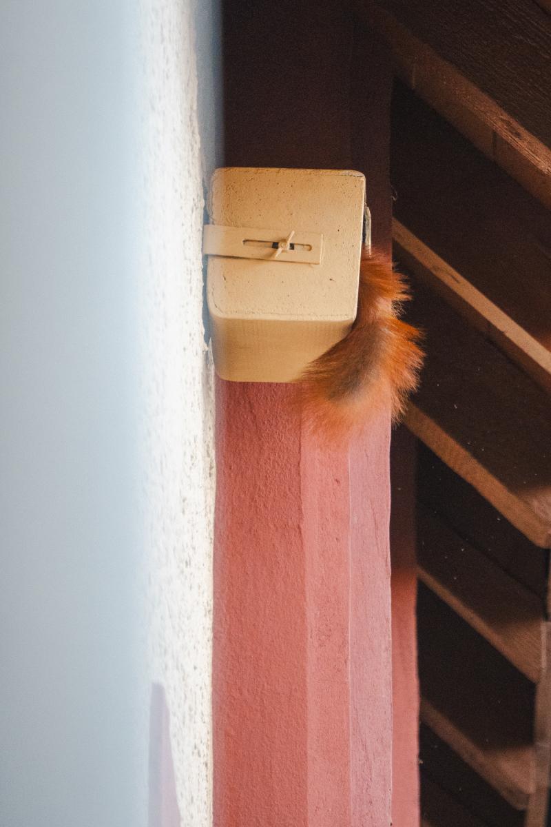 Lumi sitzt auf dem Nistkasten und klettert hinein.