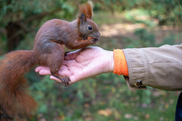 Eine Handvoll Eichhörnchen