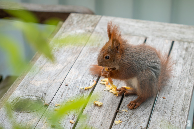 Ein Baby Eichhörnchen sitzt auf einem Tisch und frisst.