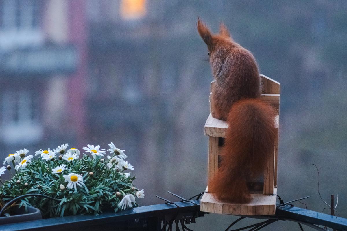 Mini sitzt im Morgengrauen auf dem Futterhäuschen.