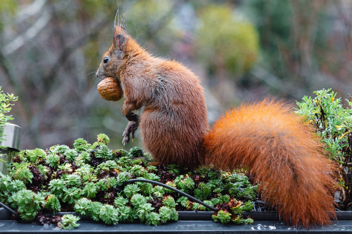 Ein nasses rotes Eichhörnchen steht aufrecht mit einer Walnuss im Maus in einem Blumenkasten.