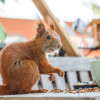 Eichhörnchen Vesper