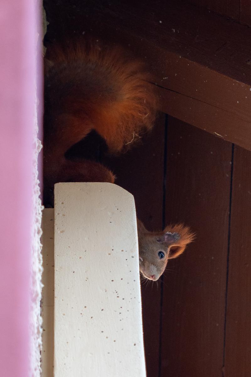 Eichhörnchen Lumi sitzt auf einem Nistkasten unter dem Dach.