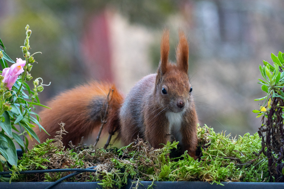 Ein rotes Eichhörnchen sitzt in einem Blumenkasten. Auf der Nase hat es einen Blattrest.