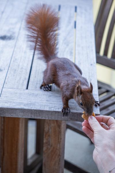 Eichhörnchen Einstein nimmt sich, auf einem Tisch stehend einen Walnusskern aus meiner Hand