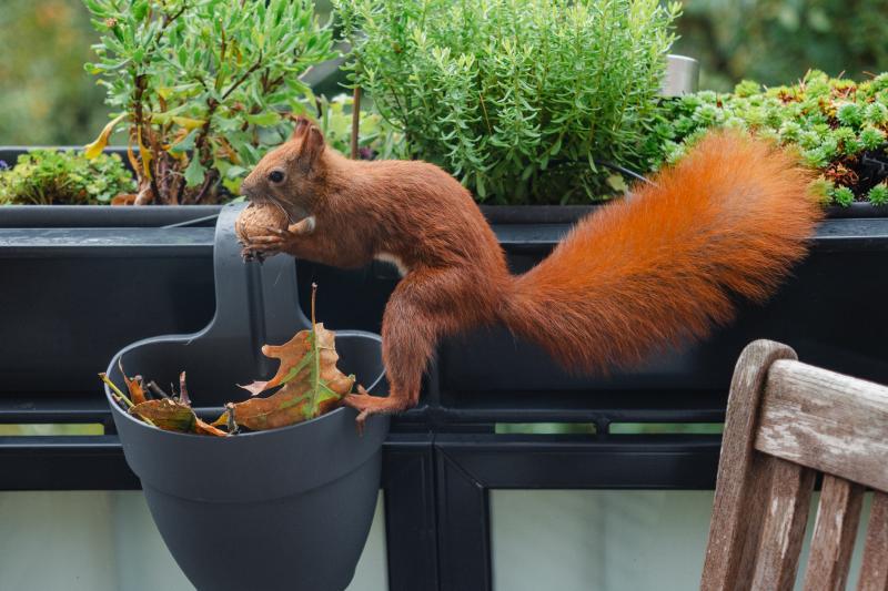 Eichhörnchen Mini holt sich eine Nuss aus dem Blumenkasten