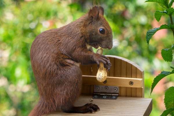 Bitte keine Erdnüsse für Eichhörnchen!