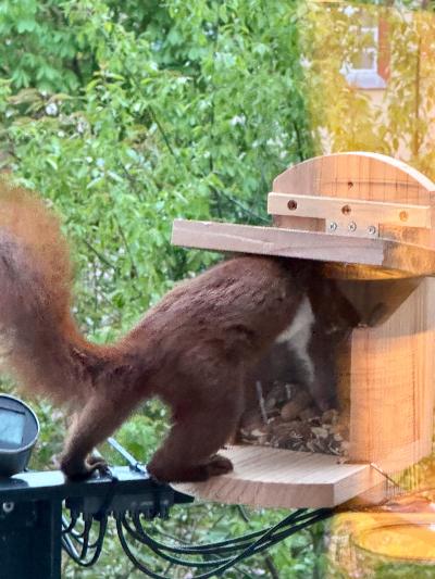 Eichhörnchen Einstein angelt sich Nüsse aus dem Futterhaus heraus