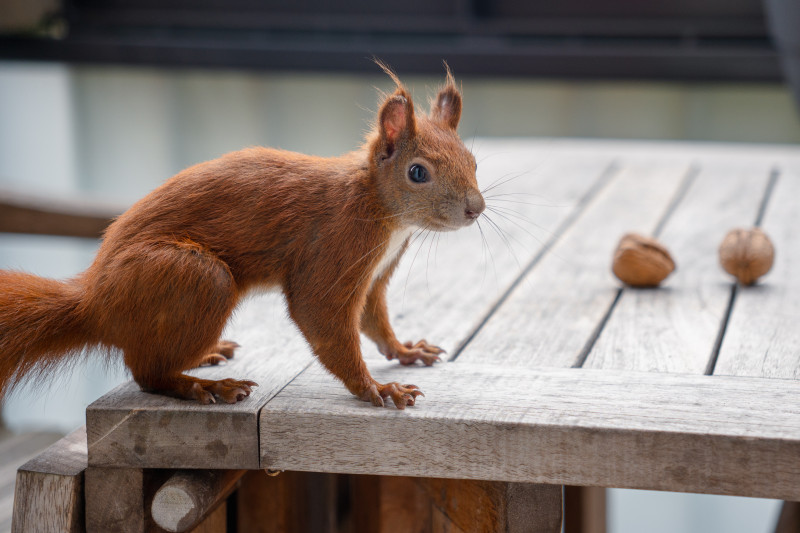 Eichhörnchen Mini von der Seite auf dem Tisch, auf dem zwei Walnüsse liegen. Er schaut direkt in die Kamera.