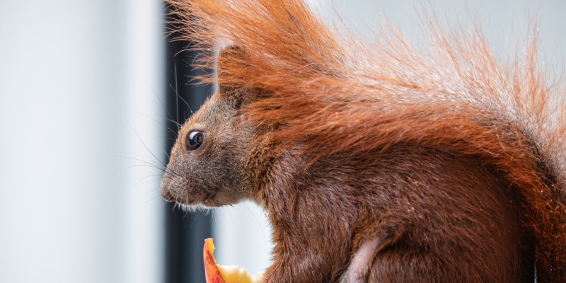 Eichhörnchen Einstein hält eine Apfelscheibe in den Pfoten.