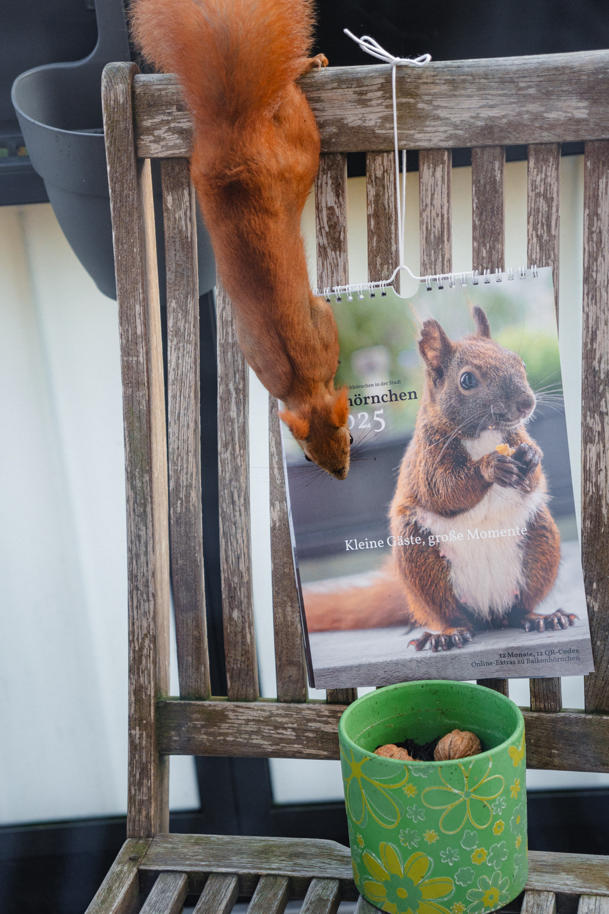 Ein Eichhörnchen klettert über eine Stuhllehne, an der der Kalender hängt.