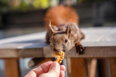 Eichhörnchen Einstein nimmt einen Walnusskern aus meiner Hand. Es streckt sich lang vom Tisch in Richtung einer Finger. In diesem Moment halten wir beide die Nuss.