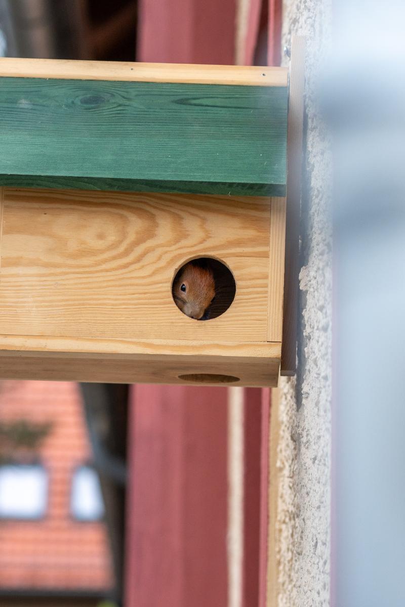 Durch eine Öffnung im an der Hauswand hängenden Kobel schaut ein Eichhörnchenkopf.