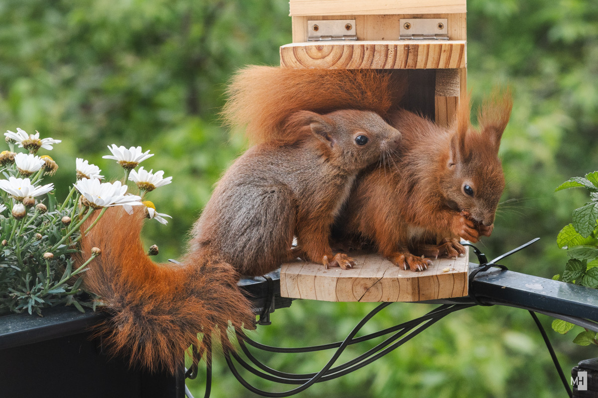 Zwei Eichhörnchen sitzen dicht beieinander auf einem kleinen Holzpodest vor einem Futterhaus, umgeben von zarten weißen Blüten. Das eine knabbert konzentriert an einer Nuss, während das andere neugierig daneben sitzt. Ihre buschigen Schwänze wirken wie flauschige Feuerbälle im sanften Grün des Hintergrunds. Ein stiller Moment voller Lebendigkeit und Naturverbundenheit.