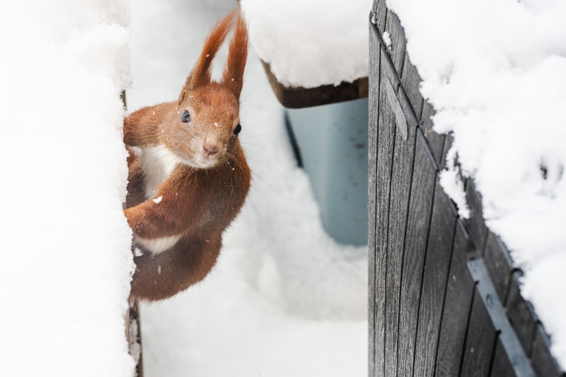 Eichhörnchen Mini tobt im Schnee