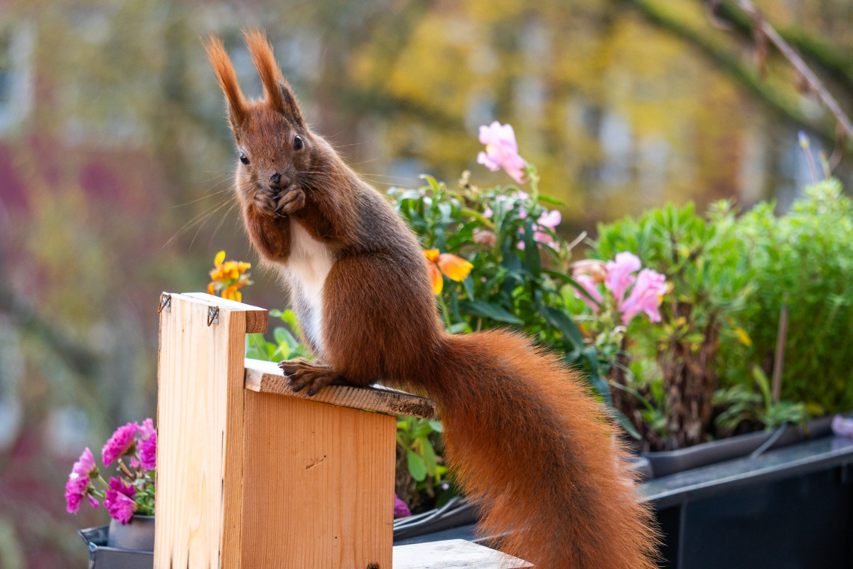 Ein rotes Eichhörnchen sitzt auf einem Futterhaus, hält etwas in seinen Vorderpfoten und schaut in die Kamera.