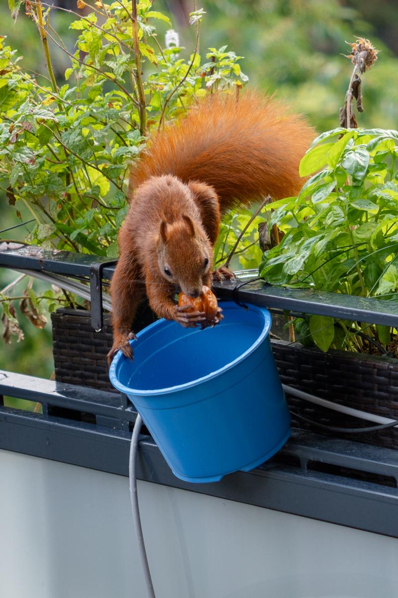 Eichhörnchen Mini hat sich eine Walnuss aus einem Blumentopf geholt und hält sie vor sein Maul.