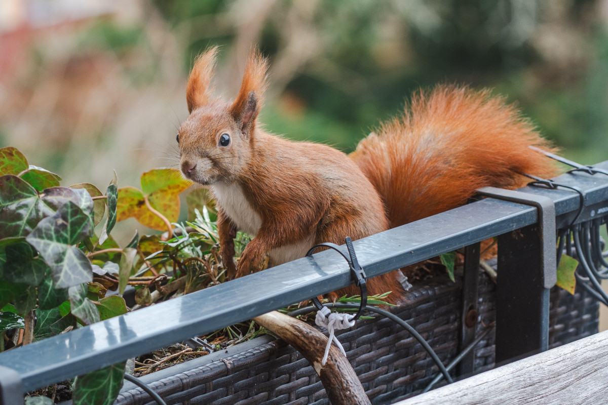 Ein rotes Eichhörnchen sitzt in einem Blumenkasten.