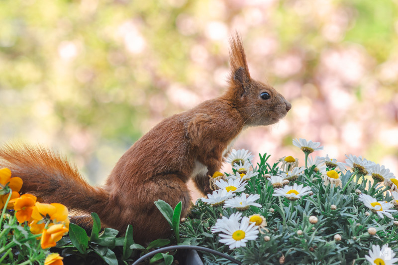 Ein rotes Eichhörnchen sitzt in einem Blumenkasten mit Margeriten und schaut neugierig nach rechts.