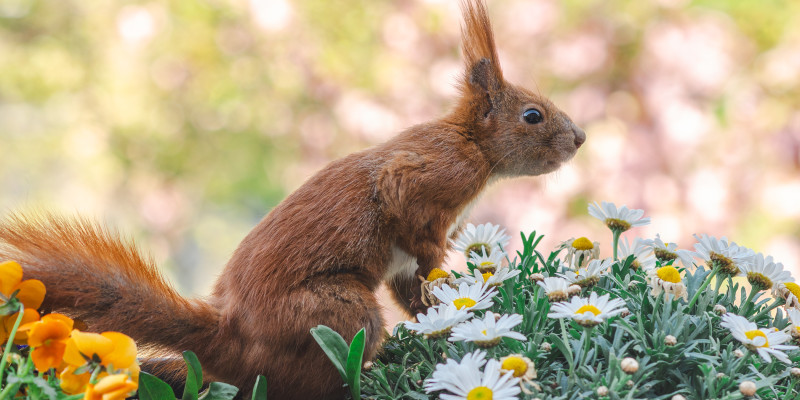 Ein rotes Eichhörnchen sitzt in einem Blumenkasten mit Margeriten und schaut neugierig nach rechts.
