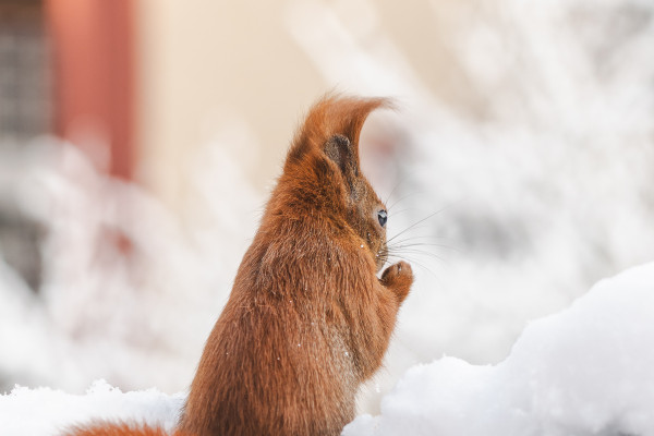 Eichhörnchen im Schnee