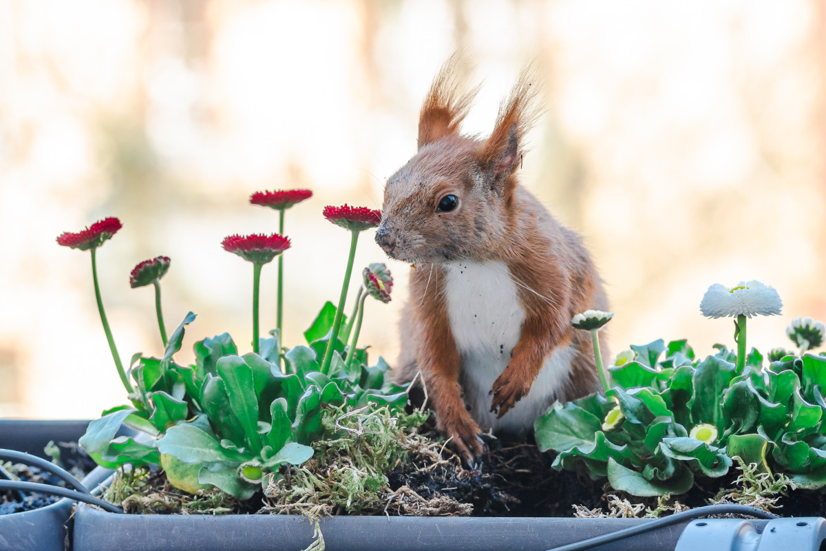 Ein rotes Eichhörnchen sitzt in einem Blumenkasten zwischen Gänseblümchen.