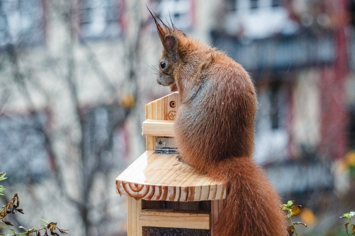 Ein rotes Eichhörnchen mit nassem Fell sitz eingekuschelt auf einem Futterhaus. Es hat eine Haselnuss im Maul.