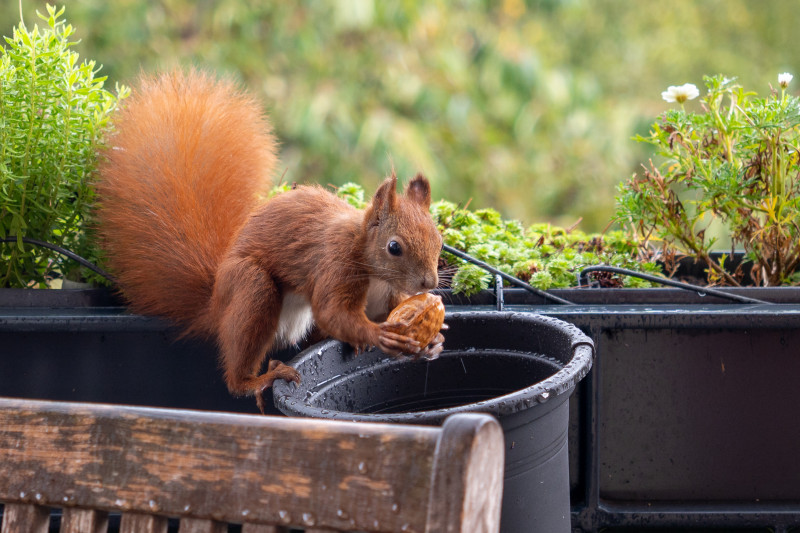 Eichhörnchen Mini fischt eine Walnuss aus einem Blumenkasten.