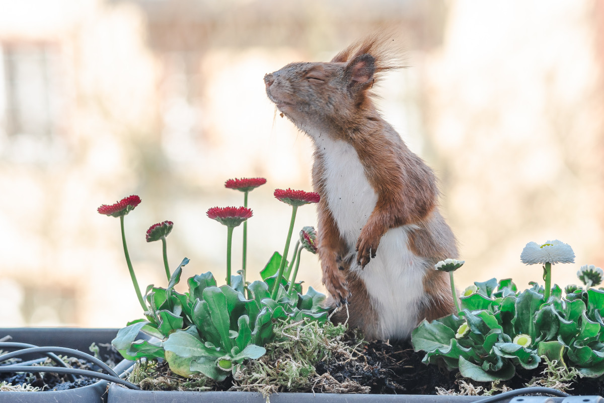 Ein rotes Eichhörnchen steht in einem Blumenkasten zwischen Gänseblümchen und hat die Augen geschlossen.