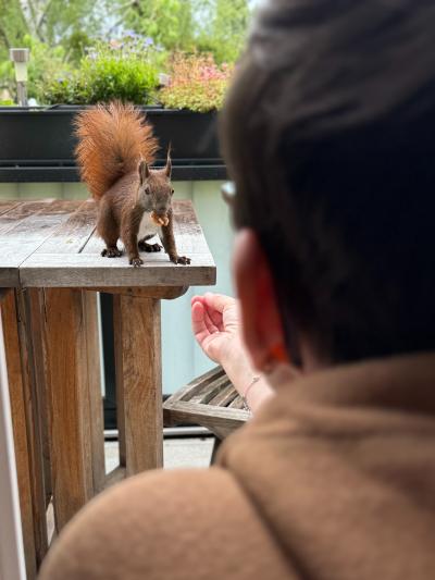 Eichhörnchen Einstein sitzt auf einem Holztisch. Es hat einen Walnusskern in der Schnauze. Ich sitze rechts im Bild. Man sieht Kopf und Schulter und die ausgestreckte Hand, aus der die Nuss kam.