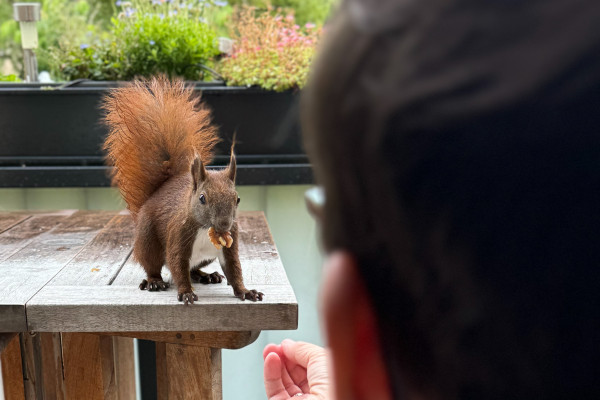 Eichhörnchen Einstein sitzt auf einem Holztisch. Es hat einen Walnusskern in der Schnauze. Ich sitze rechts im Bild. Man sieht Kopf und Schulter und die ausgestreckte Hand, aus der die Nuss kam.